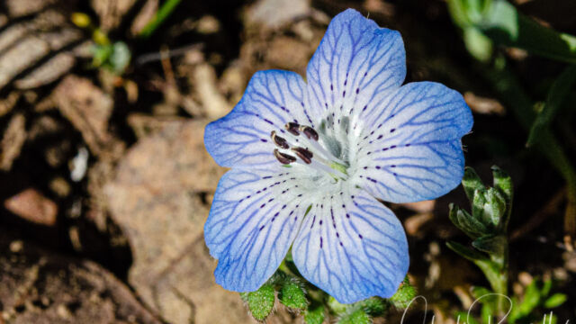 Nemophila menziesii var. menziesii Baby blue eyes, Nemophila menziesii var. menziesii