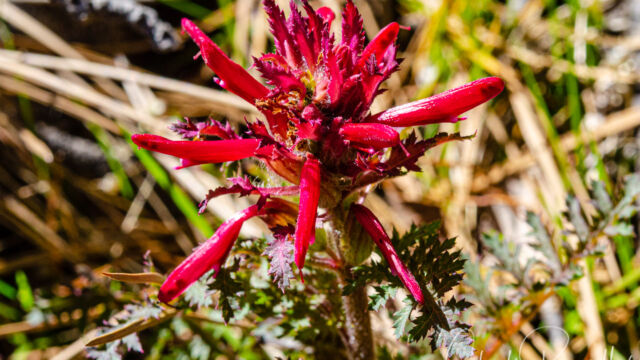Pedicularis densiflora Warrior's plume, Pedicularis densiflora