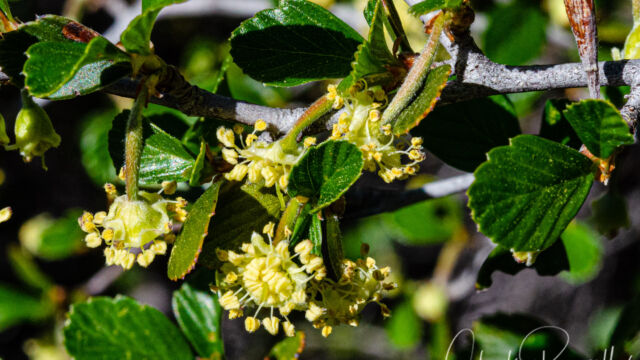 Cercocarpus betuloides Birch leaf mountain mahogany, Cercocarpus betuloides