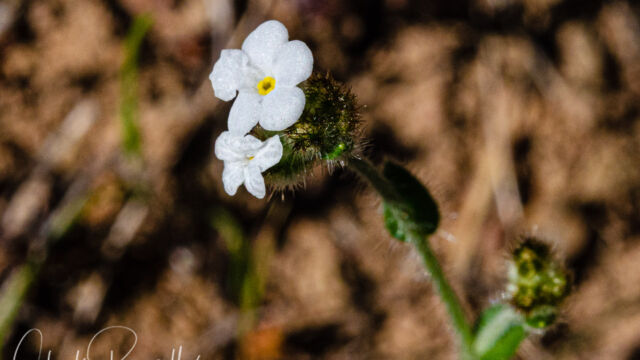 Plagiobothrys nothofulvus Rusty popcorn flower, Plagiobothrys nothofulvus