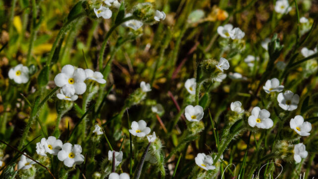 Plagiobothrys nothofulvus Rusty popcorn flower, Plagiobothrys nothofulvus