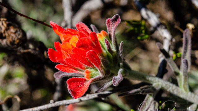 Castilleja foliolosa Woolly indian paintbrush, Castilleja foliolosa