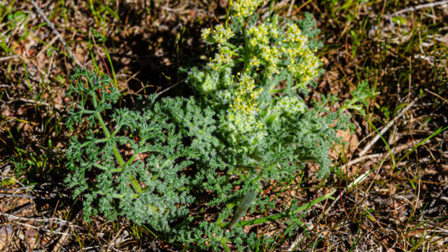 Lomatium dasycarpum Woollyfruit desertparsley, Lomatium dasycarpum