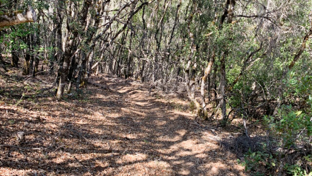 The backside of the trail is shadier in a mixed pine/oak hillside Boot hill trail