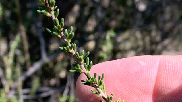 Adenostoma fasciculatum Chamise, Adenostoma fasciculatum