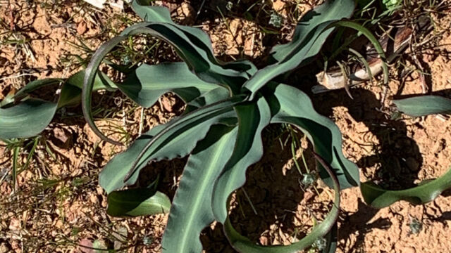 Chlorogalum sp. Soap Plant, Chlorogalum sp.