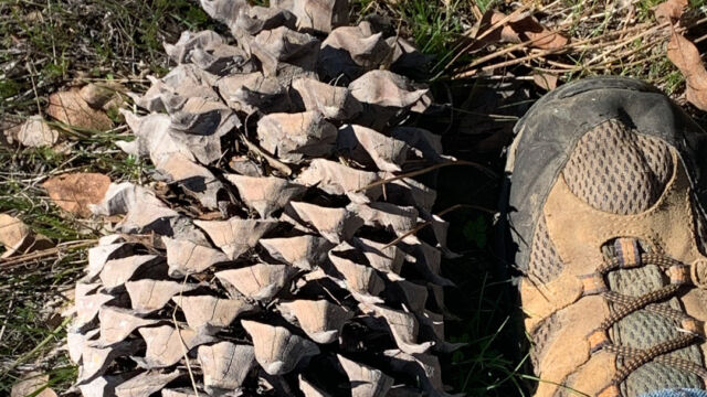 Pinus sabiniana - a big cone, by my size 12 boot Gray Pine, Pinus sabiniana