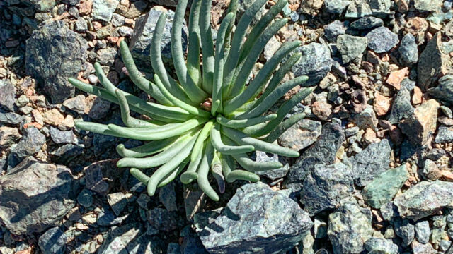Lewisia rediviva. In serpentine, not blooming yet Bitter root, Lewisia rediviva