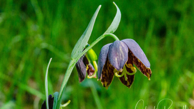 Fritillaria affinis Checker lily, Fritillaria affinis