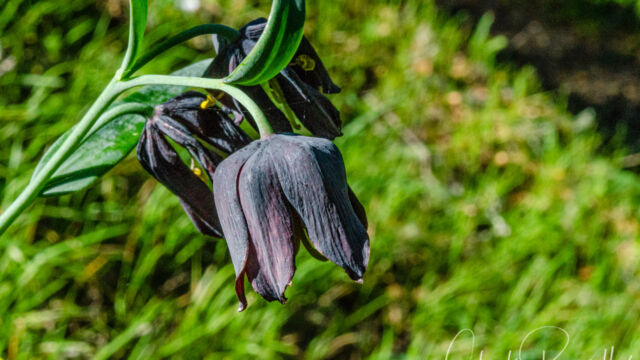 Fritillaria lanceolata var. tristulis, CNPS rated 1B.1 Marin checker lily, Fritillaria lanceolata var. tristulis