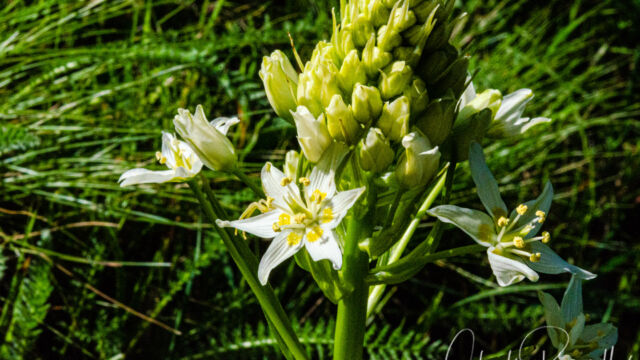 Toxicoscordion fremontii Fremont's death camas, Toxicoscordion fremontii
