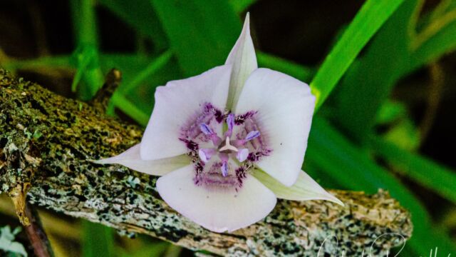 Calochortus umbellatus, CNPS 4.2 Oakland star tulip, Calochortus umbellatus