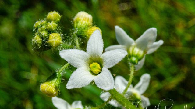 Marah fabacea California man-root, Marah fabacea