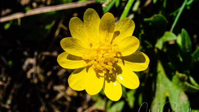 Ranunculus californicus California buttercup, Ranunculus californicus