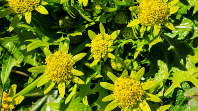 Sanicula arctopoides Footsteps of spring, Sanicula arctopoides