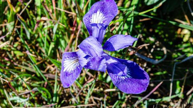 Iris macrosiphon, although it could be Iris douglasiana Bowltube iris, Iris macrosiphon, although it could be Iris douglasiana