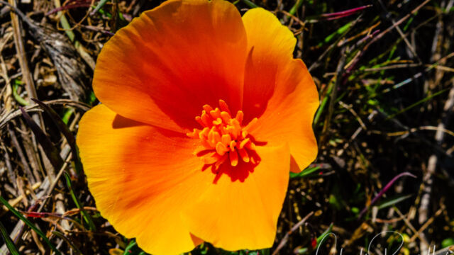 Eschscholzia californica California poppy, Eschscholzia californica