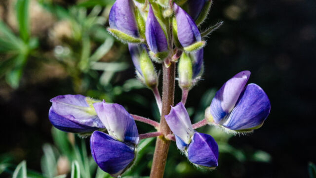 Lupinus albifrons Silver bush lupine, Lupinus albifrons