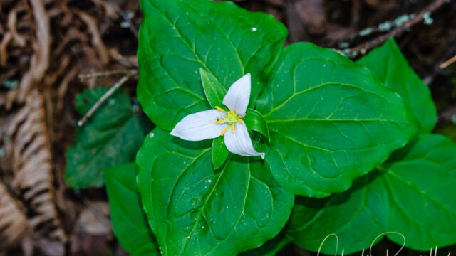 Western trillium Trillium ovatum, Western trillium