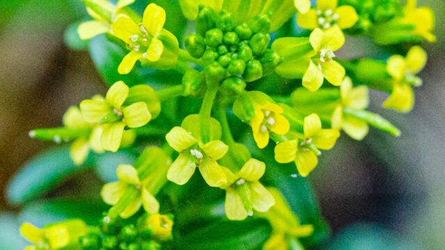 Barbarea orthoceras American yellowrocket, Barbarea orthoceras