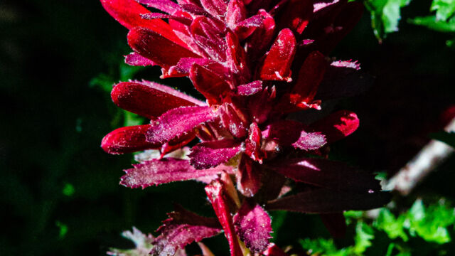 Pedicularis densiflora Warrior's plume, Pedicularis densiflora