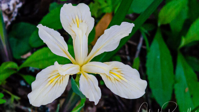 Iris douglasiana Douglas iris, Iris douglasiana