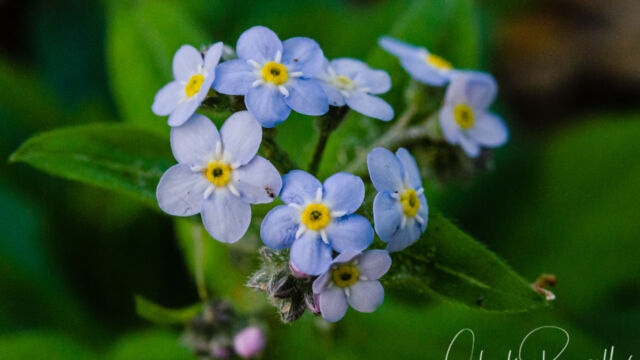 Myosotis latifolia Broadleaf forget me not, Myosotis latifolia
