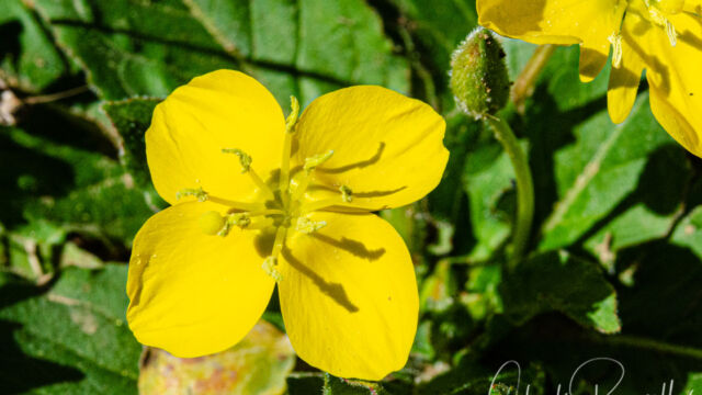 Taraxia ovata Sun cup, Taraxia ovata