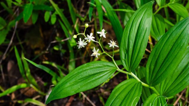 Maianthemum stellatum Starry false lily of the valley, Maianthemum stellatum