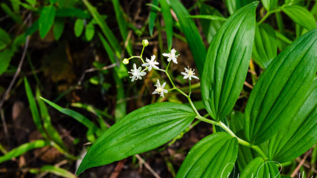 Maianthemum stellatum Starry false lily of the valley, Maianthemum stellatum