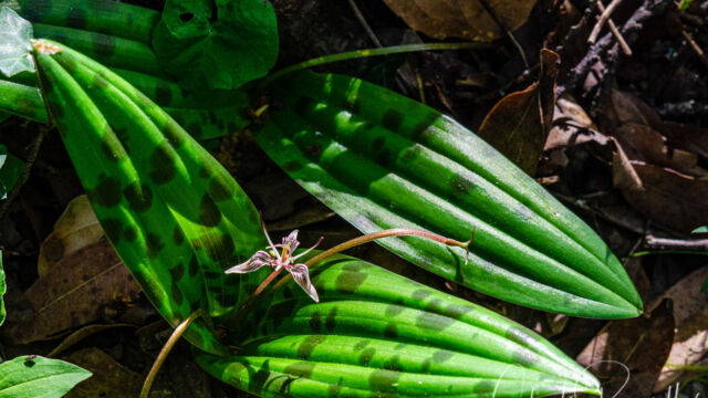 Scoliopus bigelovii Fetid adder's tongue, Scoliopus bigelovii