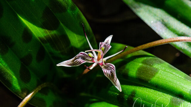 Scoliopus bigelovii Fetid adder's tongue, Scoliopus bigelovii