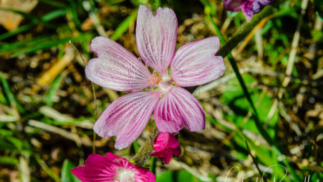 Sidalcea malviflora ssp. malviflora Dwarf checkerbloom, Sidalcea malviflora ssp. malviflora