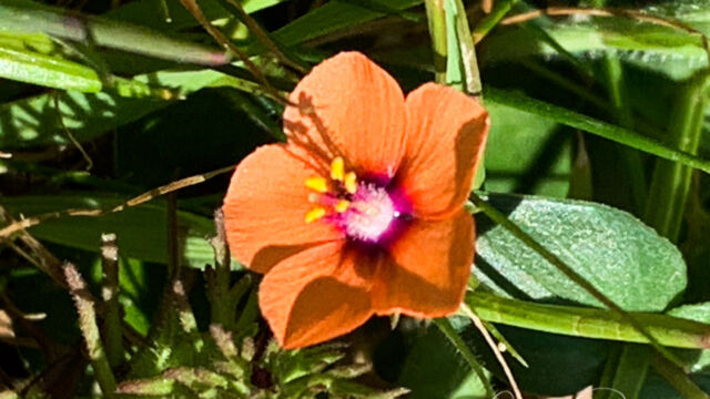 Lysimachia arvensis Scarlet Pimpernel, Lysimachia arvensis