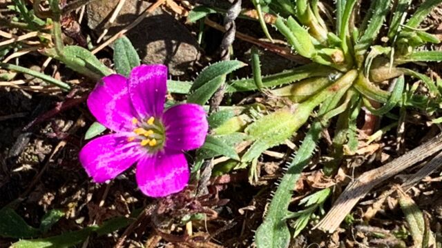 Calandrinia menziesii Red maids, Calandrinia menziesii