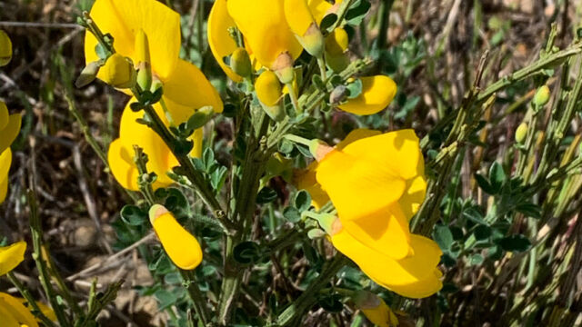 Cytisus scoparius Scotch broom, Cytisus scoparius