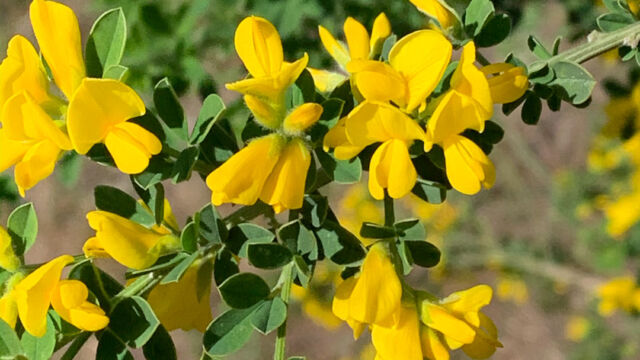 Genista monspessulana French broom, Genista monspessulana