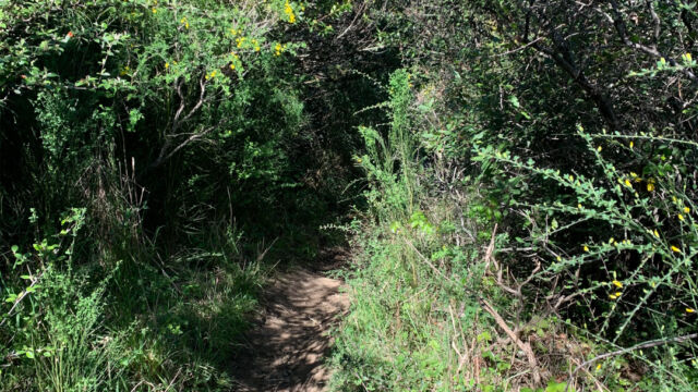 Post 16 to 14 goes through some dense brush Post 16 to 14 goes through some dense brush