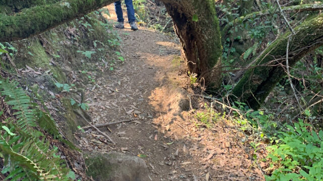 The West trail has some interesting trees, obstacles The West trail has some interesting trees, obstacles