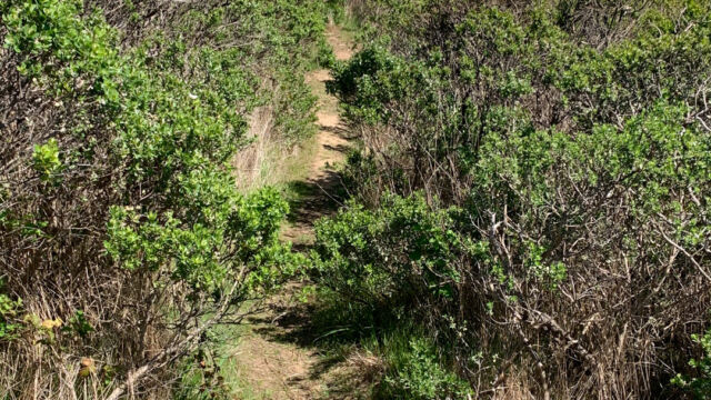 Trail from the Panoramic Highway into the chaparral Trail from the Panoramic Highway into the chaparral