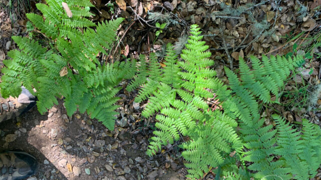 Pteridium aquilinum var. pubescens Western bracken fern, Pteridium aquilinum var. pubescens
