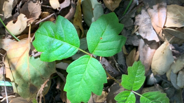 Toxicodendron diversilobum Poison oak, Toxicodendron diversilobum