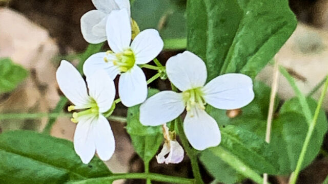 Cardamine californica Milk maids, Cardamine californica