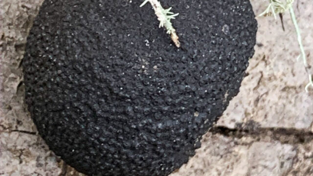 Annulohypoxylon thouarsianum Cramp Balls, Annulohypoxylon thouarsianum