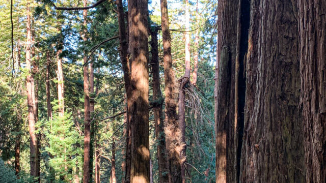 Sequoia sempervirens Coast redwood, Sequoia sempervirens