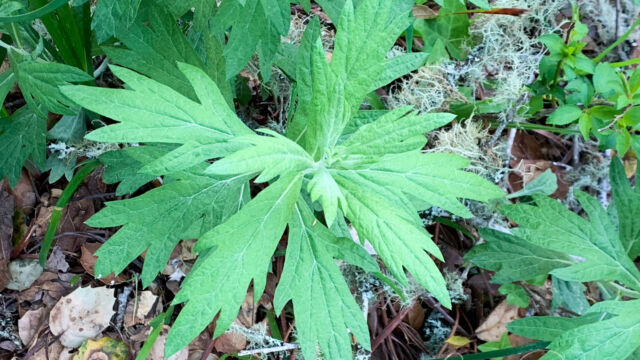Artemisia douglasiana Mugwort, Artemisia douglasiana