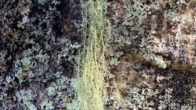 Usnea spp. Beard lichen, Usnea spp.