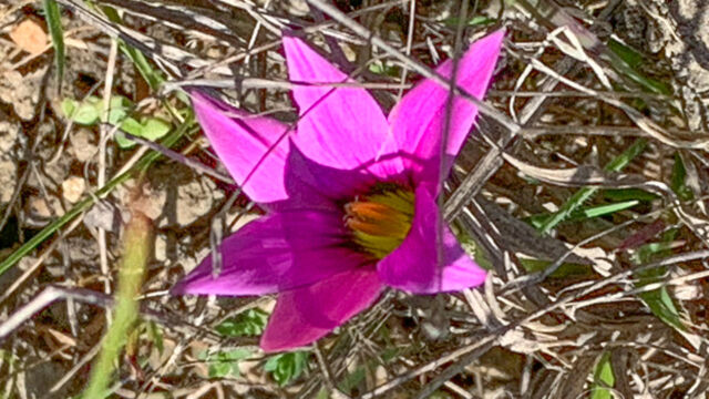 Romulea rosea Rosy sandcrocus, Romulea rosea