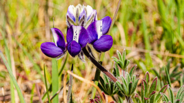 Lupinus nanus Lupinus nanus, Lupinus nanus