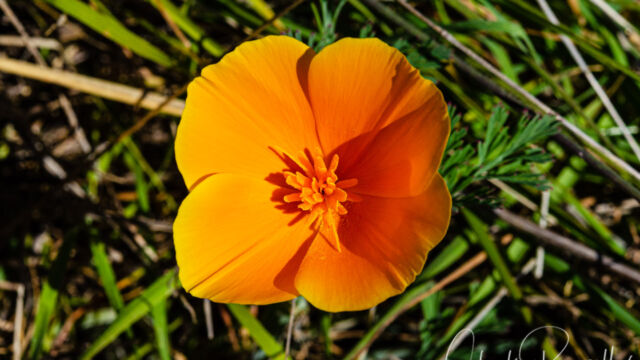 Eschscholzia californica California poppy, Eschscholzia californica